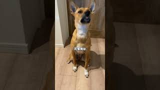 【元保護犬らんまるとなな】行儀よく座って夕ご飯を待つなな！ shorts dog かわいい 可愛いわんこ かわいい犬犬 雑種犬飼ってると毎日楽しい 雑種犬 元保護犬 [upl. by Ludwigg]