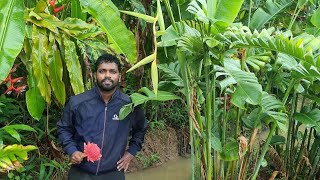 heliconia plants [upl. by Zrike]