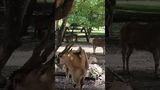 Bali Safari Marine Park zoo bali animals kebunbinatang animals vlog viralvideo travelvlog [upl. by Enitsenre]