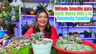 Secreto para Revivir Suculentas Envejecidas No Dejes que tu Suculenta Muera [upl. by Ahiel]