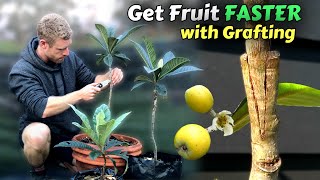 Grafting Loquat Trees  Learn How To Graft Includes 8 Months of Results [upl. by Grussing334]