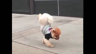 Jiffpom does a handstand [upl. by Leimad]