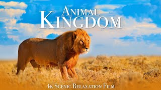 Animal Kingdom 4K  Scenic Wildlife Film With Calming Music [upl. by Elleinet]