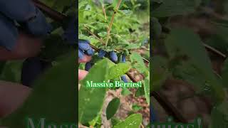 Massive Haskap Berries berrygood shorts honeyberry [upl. by Halian]