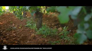 Episode 13  PulignyMontrachet 1er Cru quotSous le Puitsquot [upl. by Aronas]