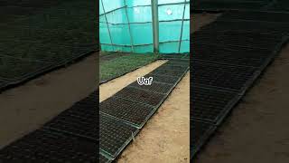 seedlings nursery uaf farming vegetables seedlings viral shorts [upl. by Oria]