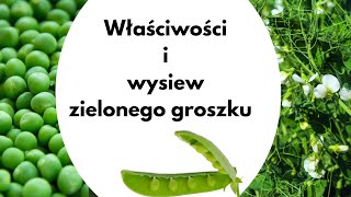 Zielony groszek  właściwości i uprawa [upl. by Dhumma]