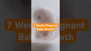 7 weeks pregnant baby growth baby pregnancy [upl. by Eiraminot]