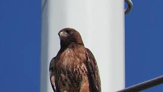 Red tailed hawk lets out a piercing cry [upl. by Levison]