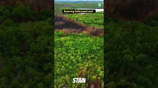 Unique Technique for Afforestation🌲 STAIN shortsfeed facts tree science trending factsmine [upl. by Germaun]