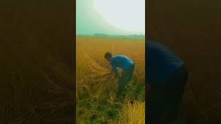 dhan cutting machin agriculture machine farming [upl. by Hanan]