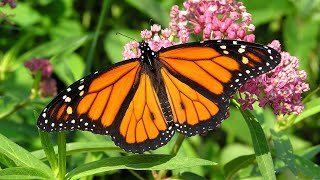 The Monarch Butterfly [upl. by Einon]