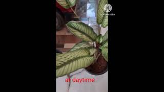 Calathea ornatagardenplants shorts [upl. by Warrin]