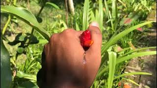 Indian Head Ginger or Costus speciosus stock photostrange flowers [upl. by Birdella697]