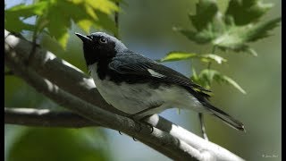 Black throated Blue Warbler [upl. by Ardnaeel]