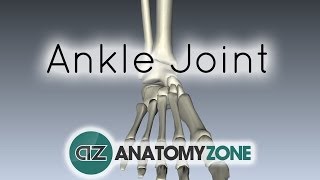 Ankle Joint  3D Anatomy Tutorial [upl. by Ainirtak]