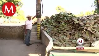 En México primera estación de biogás de nopal del mundo [upl. by Avelin]