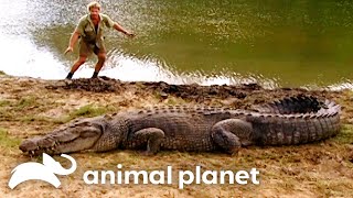 Steve’s Wildest Croc Encounters  The Crocodile Hunter  Animal Planet [upl. by Amikahs]