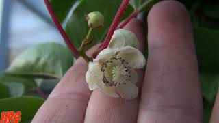 ⟹ ARCTIC KIWI  Actinidia arguta  Second year flowering 2018 Pt2 [upl. by Eelarual]