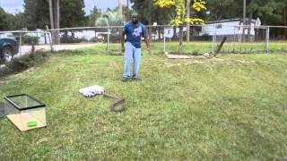 Handling My Aggressive 11Ft African Rock Python [upl. by Atiuqa473]