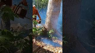 Cutting down mahogany trees is very effectivewoodwoodworkingshorts [upl. by Marceau]