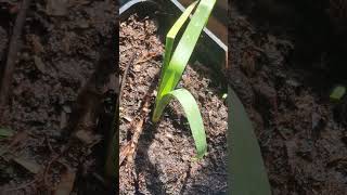 Yucca rostrata seedling plants yucca yuccaplantas plant [upl. by Olwena718]