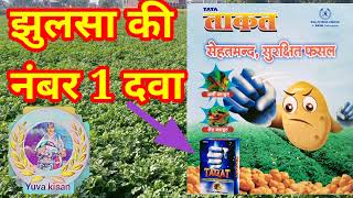 आलू झुलसा की दवा  tata taqat  taqat  झुलसा ताकत  captan70hexaconazole 5wp  taqat fungicide [upl. by Latonia]