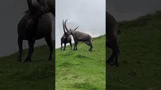 Zwei Mayestätische Steinböcke🥰Einfach dankbar🙏mein Kanal🍀Bergwelt Schweiz🫶🇨🇭💫🇨🇭 [upl. by Alleul]