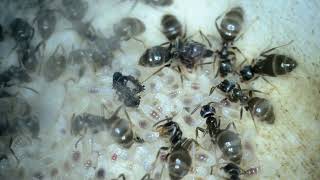 Understanding your ants Lasius niger [upl. by Yrrek]