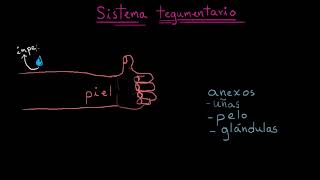 ¡Conoce la piel Descripción general  Fisiología del sistema tegumentario [upl. by Jehoash]