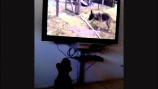 Onze hond Westy kijkt SBS 6 Lachen om Home Videos [upl. by Bolitho785]