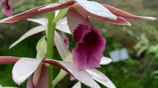 Phaius australis  Lesser Swamp Orchid [upl. by Gamali744]