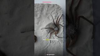 This is the smartest spider in the worldviralshort trendingfacts amazingfacts ng [upl. by Nicram]