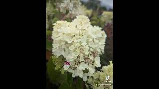 Hydrangea paniculata Living Pinky Promise garden hydrangeacare floweringshrub gardening [upl. by Meece]