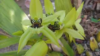 Floração Coelogine Pandurata lindaa [upl. by Melas272]