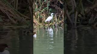 Heron and Egret at Temple Newsam [upl. by Enehpets]