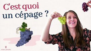 Vin  cest quoi un cépage  Sauvignon blanc Merlot Syrah [upl. by Inatirb]