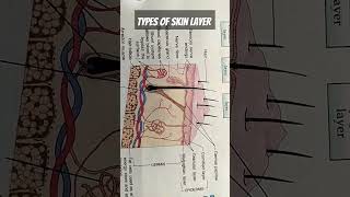 Skin layers part1biologyskincareskinlaseranatomysimplifiedepidermisbiologymadeeasyviralshort [upl. by Lottie]