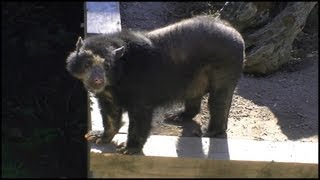 Spectacled Bear  Andean Bear Tremarctos ornatus [upl. by Atnwahsal]