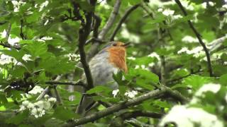 De zang van het roodborstje Erithacus rubecula [upl. by Paris]