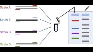 Multiplex PCR and RT PCR [upl. by Constancia]