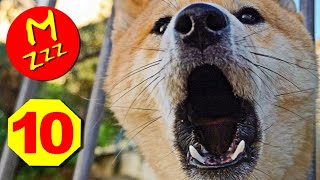 Stop Dogs Barking with Silent Sonic Sounds  Silent Dog Whistle to Stop Dogs Barking [upl. by Danella]