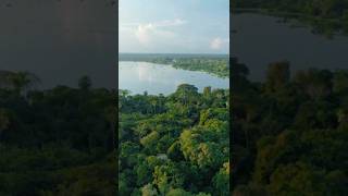 Amazon jungle  Amazon rainforest facts horrorshorts amazon interestingfacts shortsfacts [upl. by Akehs848]