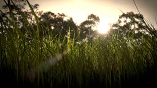 Realistic Grass Blender 26 HD [upl. by Gotcher803]