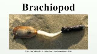 Brachiopod [upl. by Imnubulo481]