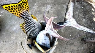 AMBUSHED HUNTING🎯  90cm na PANA spearfishingPhilipines fishing gopro [upl. by Madonna]