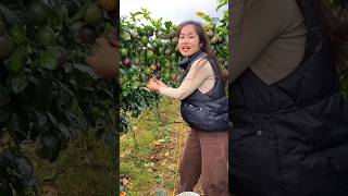 Beautiful Landscape of Delicious Passion Fruit Farm  Passion Fruit Farming shorts satisfying [upl. by Ytsenoh323]