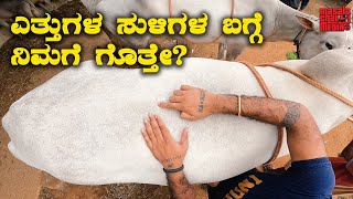 How to select best Hallikar bulls ಎತ್ತುಗಳ ಸುಳಿಗಳ ಬಗ್ಗೆ ನಿಮಗೆ ಗೊತ್ತೇ  Kannada Vlogs [upl. by Eile]