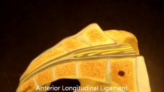 bio 141 vertebral ligaments [upl. by Osy744]