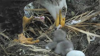 AEFNEFLEagles Breakfast for the Cutie641 am 20210211 [upl. by Maia]